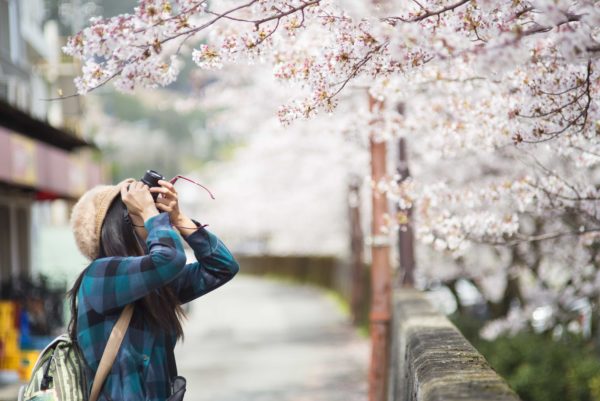 Vroege-sakura-in-Japan-1