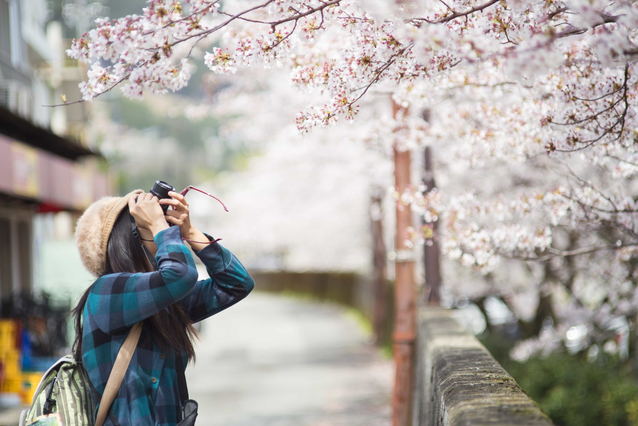 Vroege ‘sakura’ in Japan